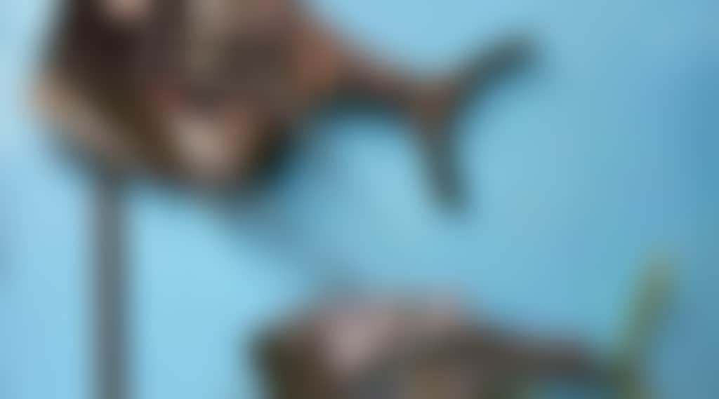 432E73Ee7628F280E66Fe4Bc575C1984
