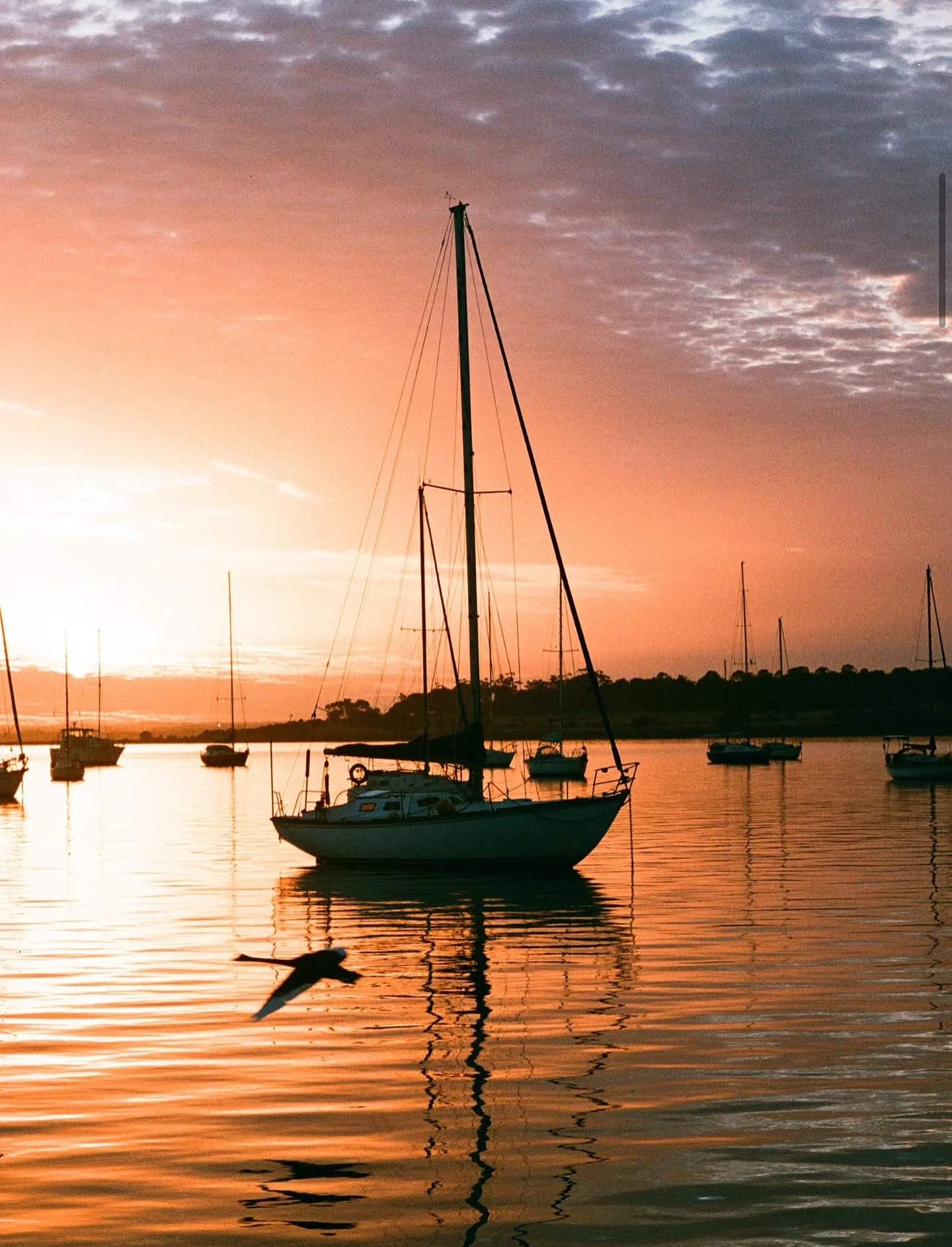 visitgeelongbellarine