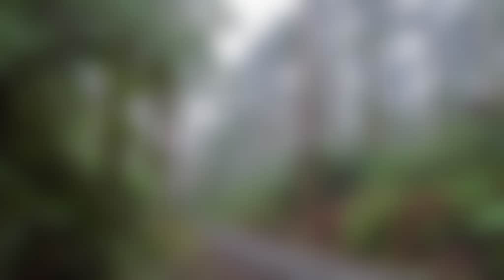 Misty rain on the Grand Ridge Road