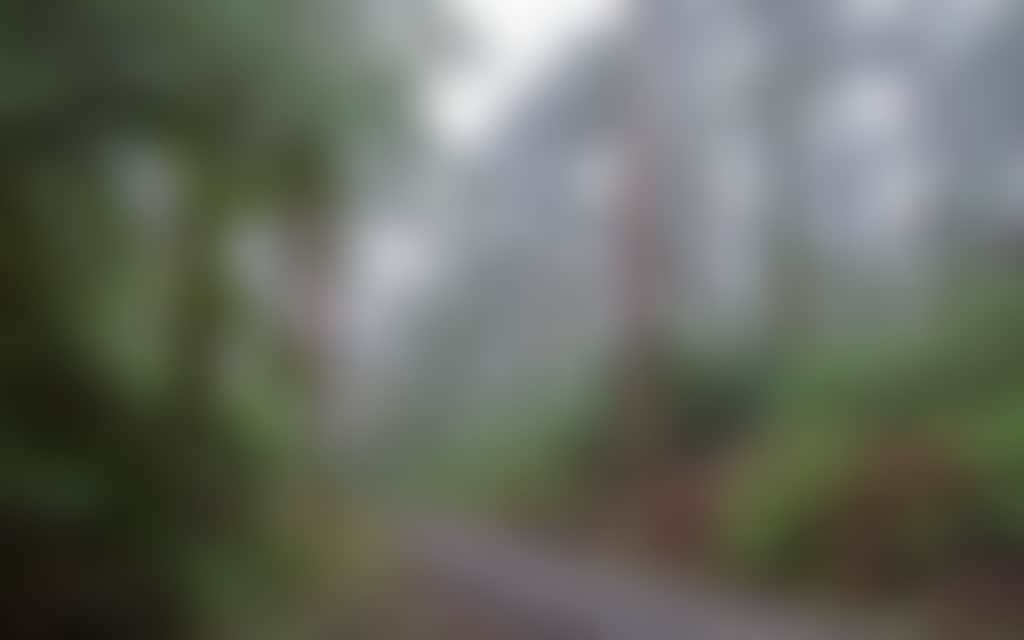 Misty rain on the Grand Ridge Road