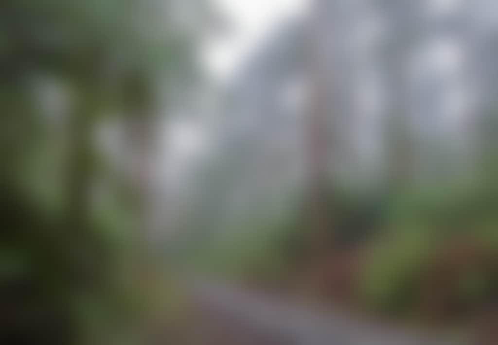 Misty rain on the Grand Ridge Road