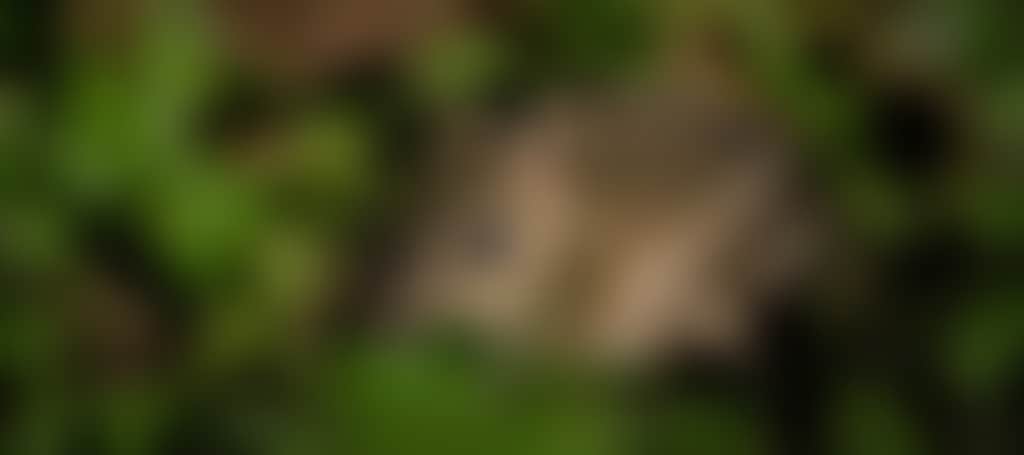 0Dd660B65E06884488F2496354Fc3Bb4
