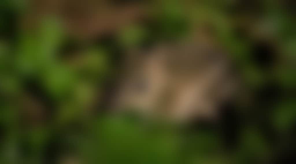 0Dd660B65E06884488F2496354Fc3Bb4