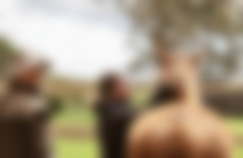 Wattle Bank Farm horse riding lessons in Inverloch