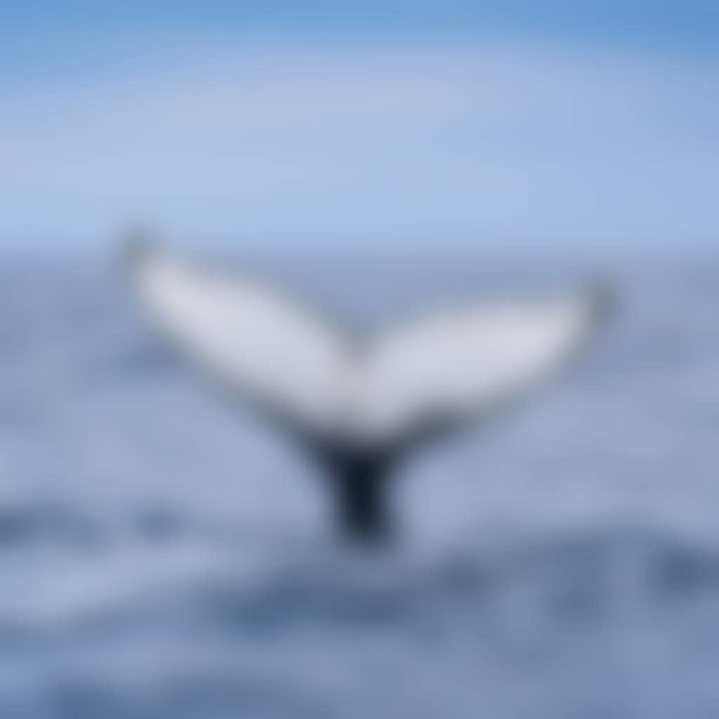 Whale Tail or Fluke at Wilsons Prom National Park
