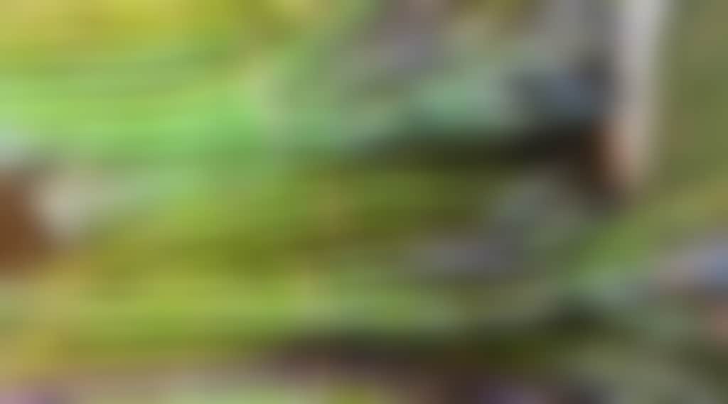 Generic produce image asparagus
