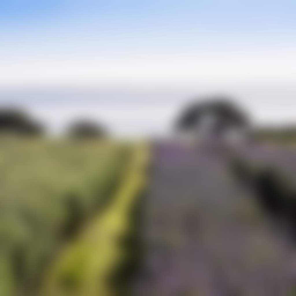 Lavender Farm on Churchill Island in Phillip Island