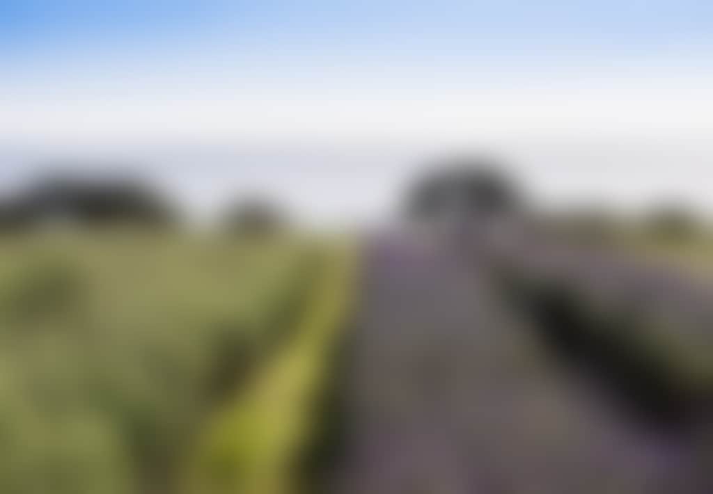 Lavender Farm on Churchill Island in Phillip Island