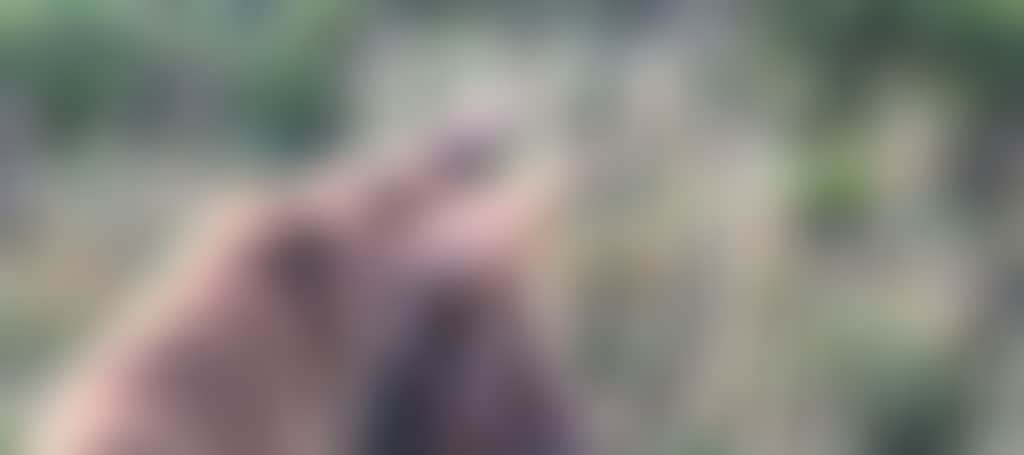 83411920E0841F71D7115Ae46Ffa6652