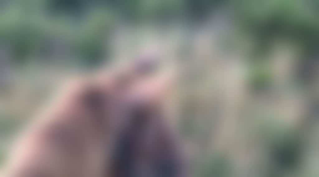 83411920E0841F71D7115Ae46Ffa6652