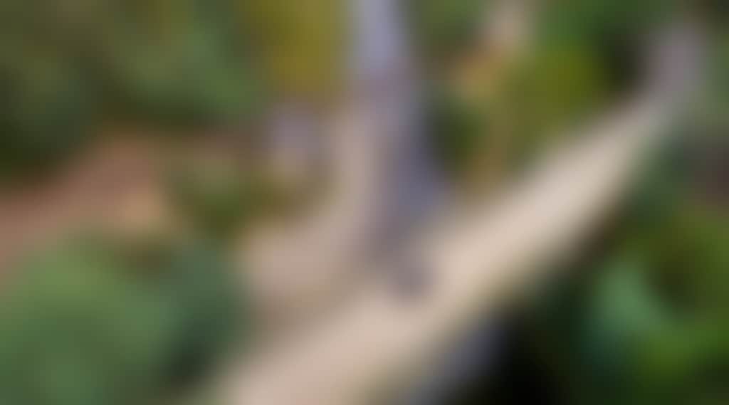 Thomson River car on bridge to Walhalla near swimming hole