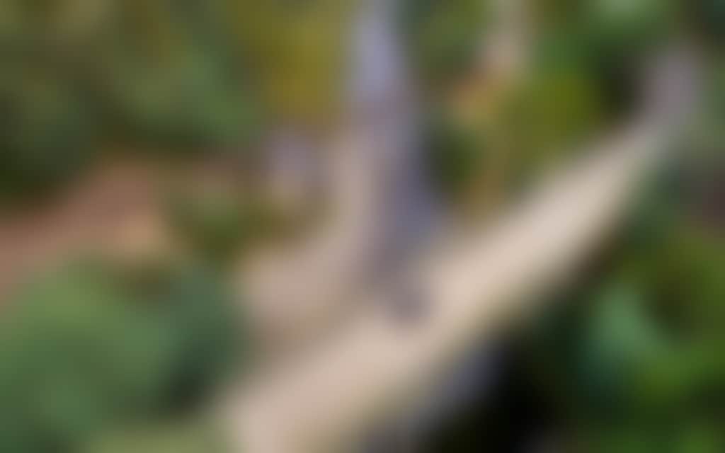 Thomson River car on bridge to Walhalla near swimming hole