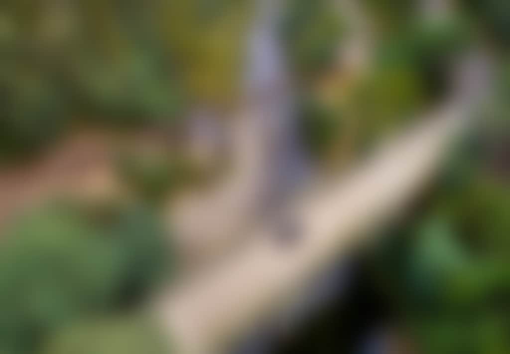 Thomson River car on bridge to Walhalla near swimming hole
