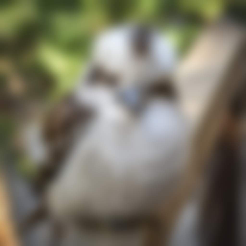 Close up of Kookaburra Gippsland