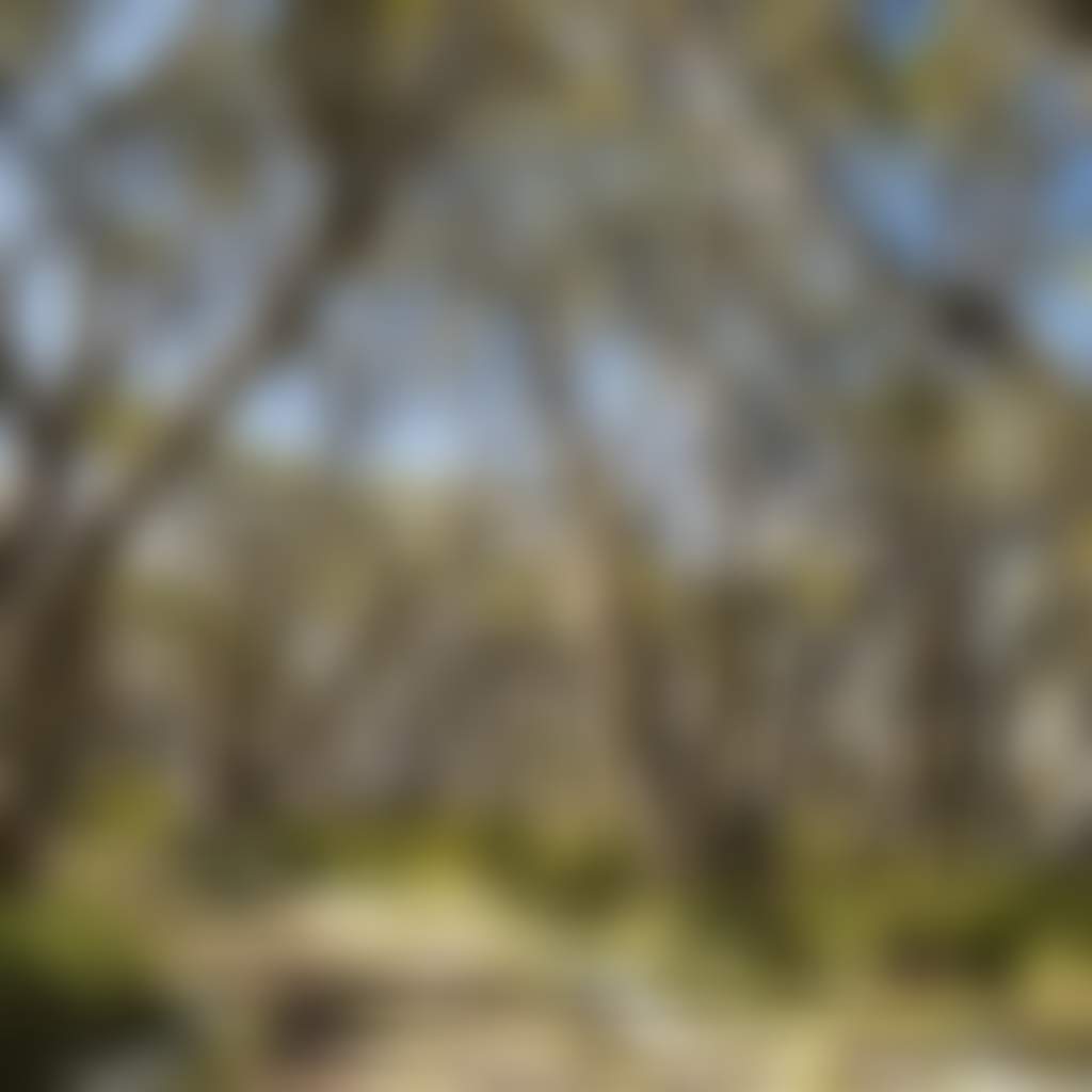 Snowgums Surrounding Trail at Mt Baw Baw in Summer