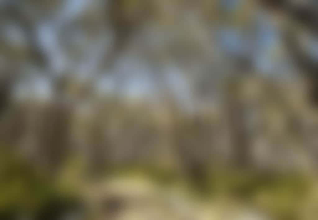Snowgums Surrounding Trail at Mt Baw Baw in Summer