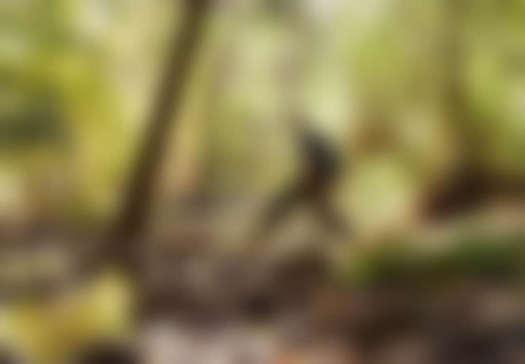 Person stepping over rocks in Buchan Caves Reserve with backpack