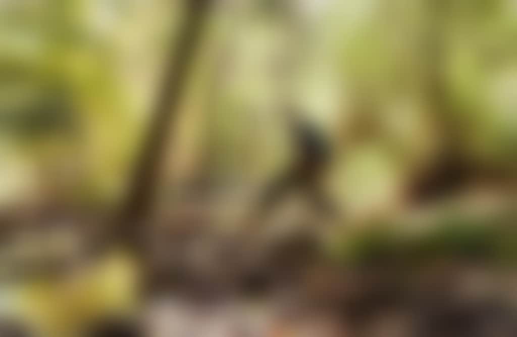 Buchan Caves Reserve person walking over river in bush
