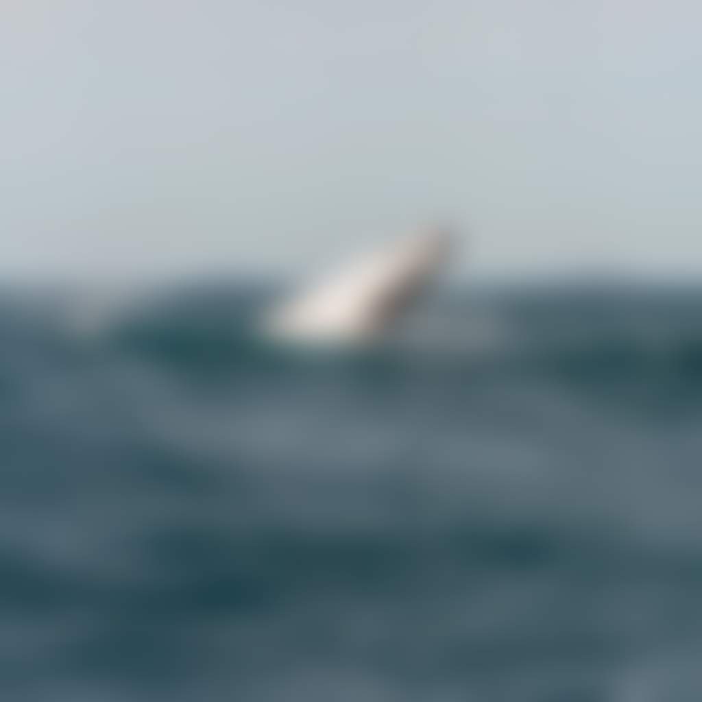 Wanderer Adventures whale jumping at The Prom water only 2