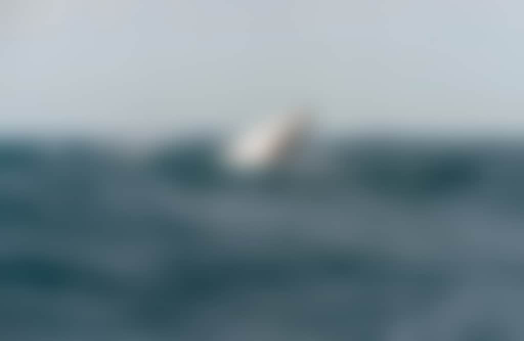 Wanderer Adventures whale jumping at The Prom water only 2