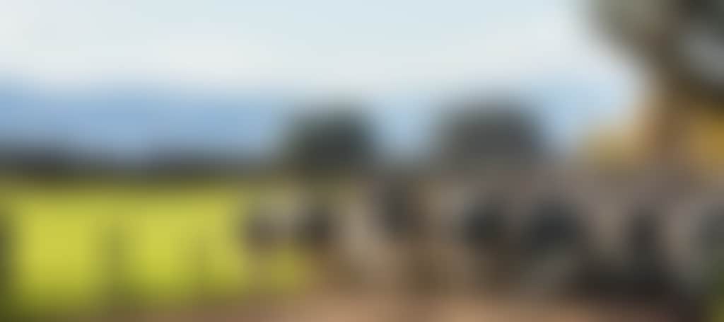 Cows in Maffra
