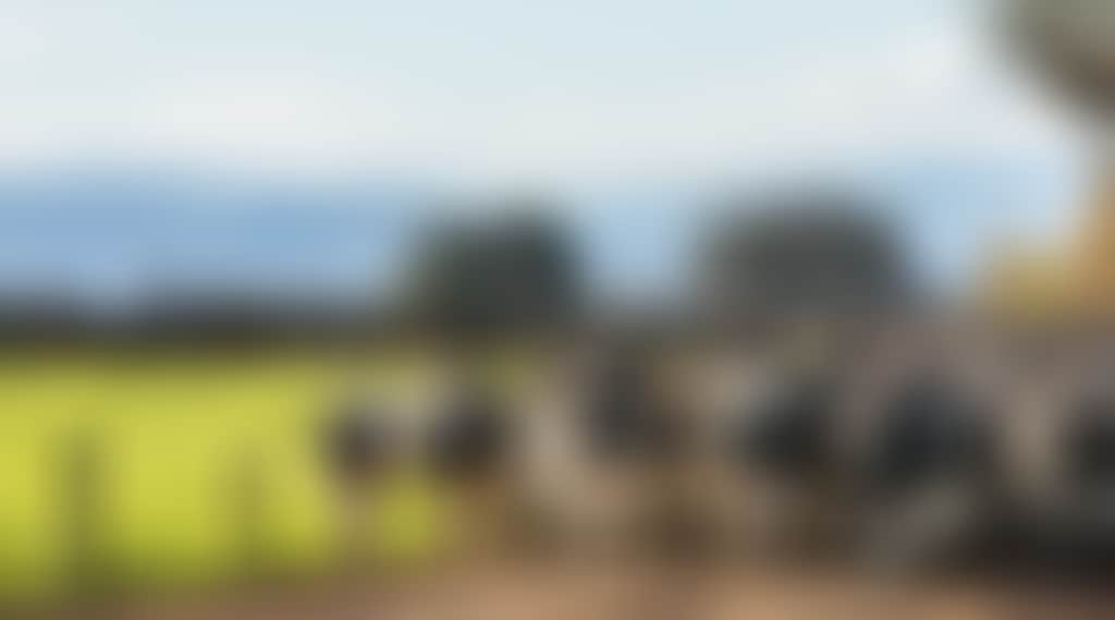 Cows in Maffra