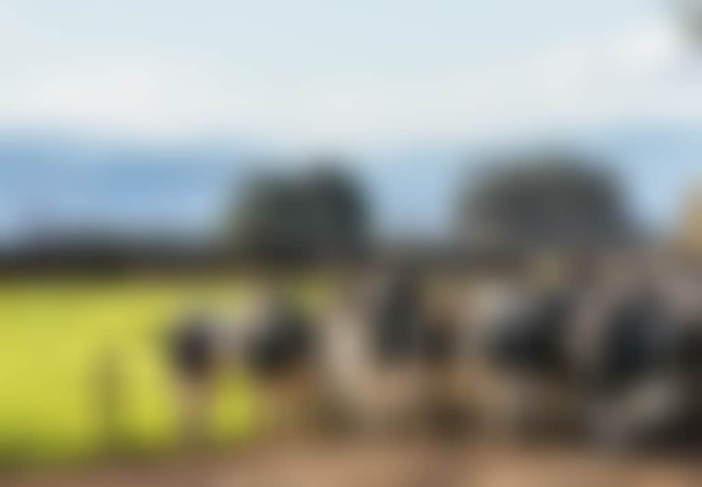 Cows in Maffra