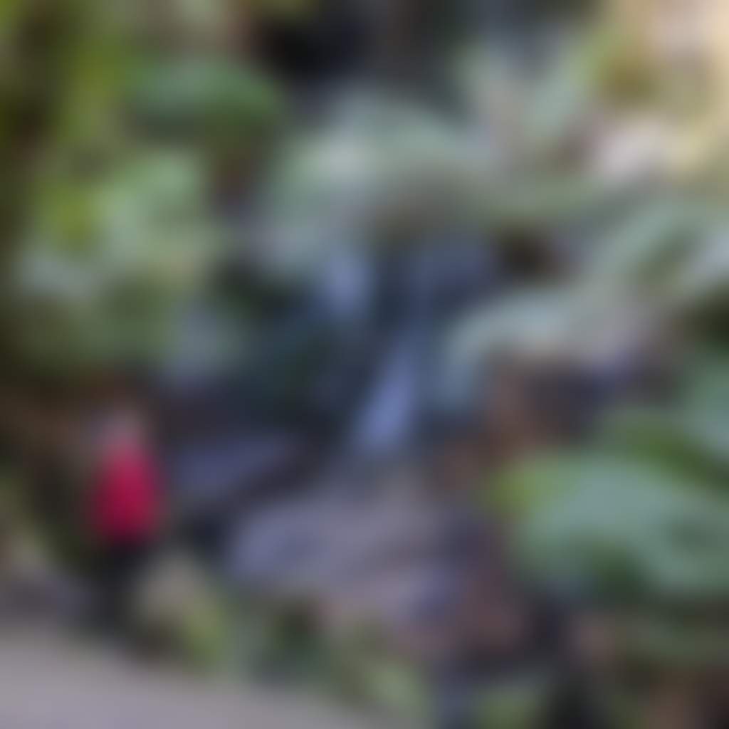 Cyathea Falls Elises Travel Diary Tarra Bulga National Park