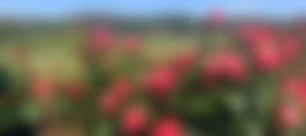 72786B2168C7Ffc18E069F0492D8F8B7