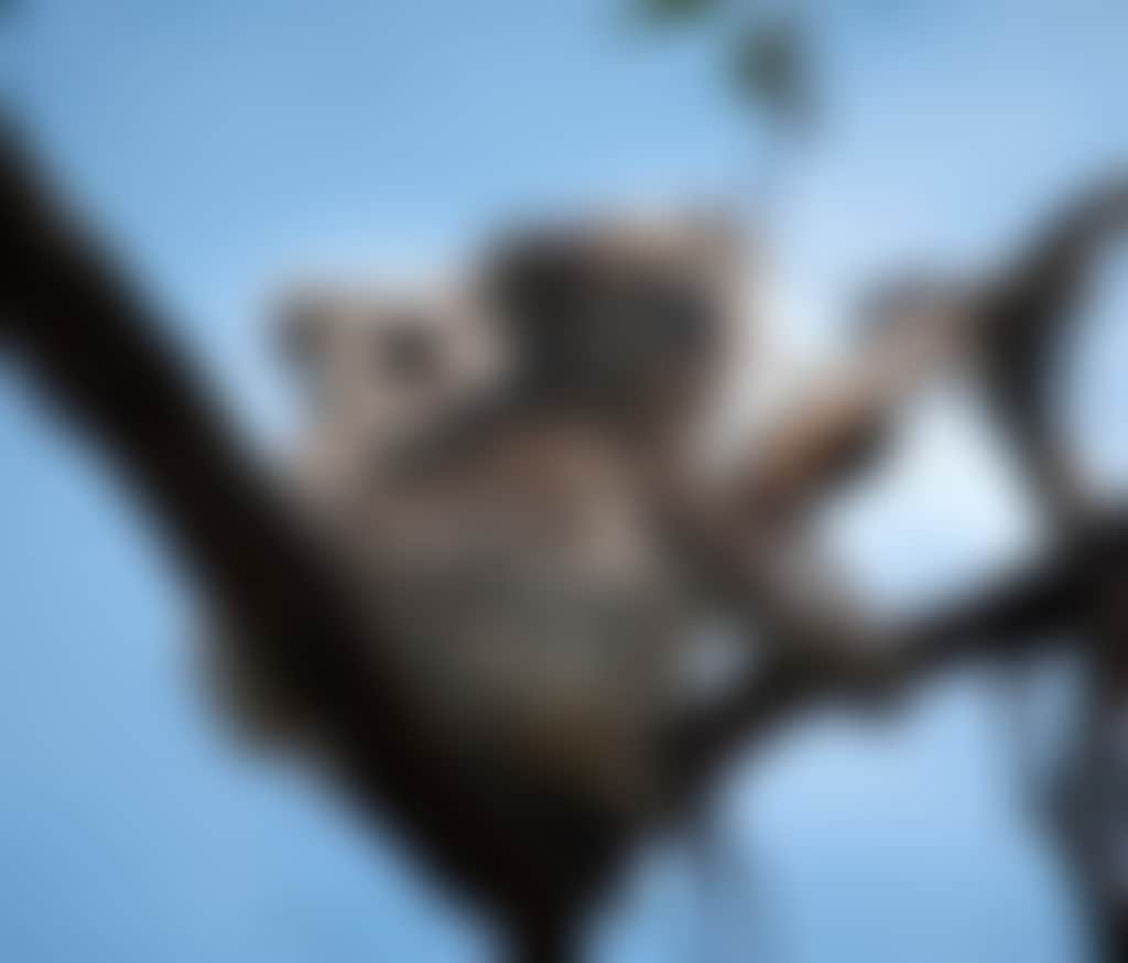 Koala and baby koala on a tree branch at Raymond Island