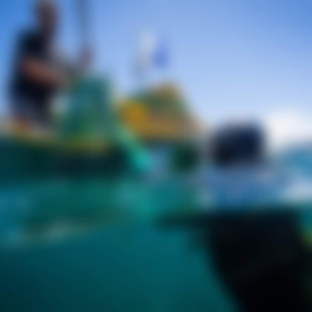 Abalone diving off the boat in Mallacoota