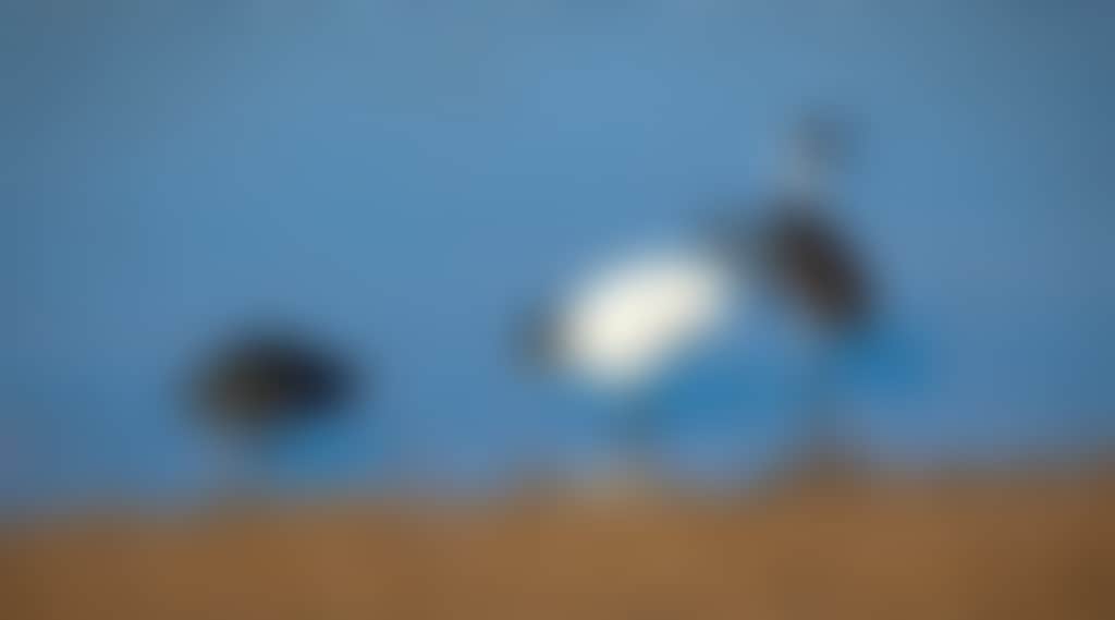 Birds in the water at Swan Lake in Phillip Island 1