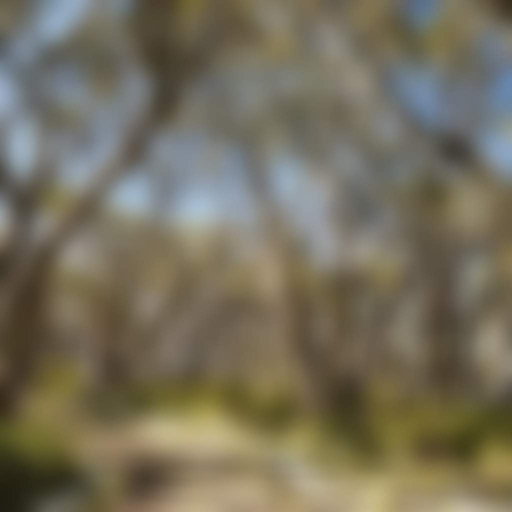 Mt Baw Baw Snowgums Surrounding Trail in Summer
