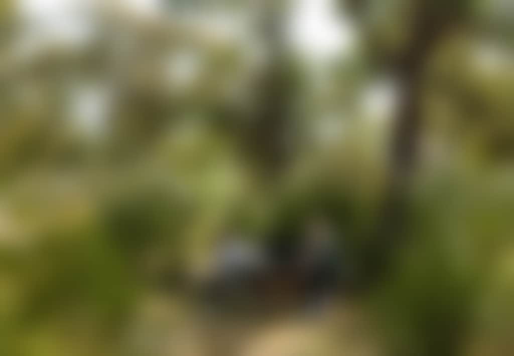 The Gurdies Reserve couple with dog sitting at picnic table in bushland