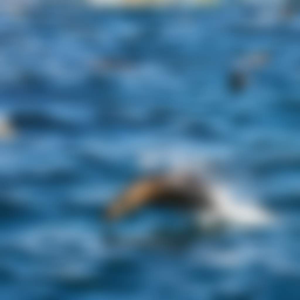 Wilsons Prom Wanderer Adventures cruise seals in the water