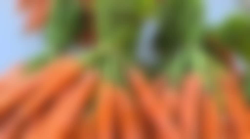 Generic produce image carrot