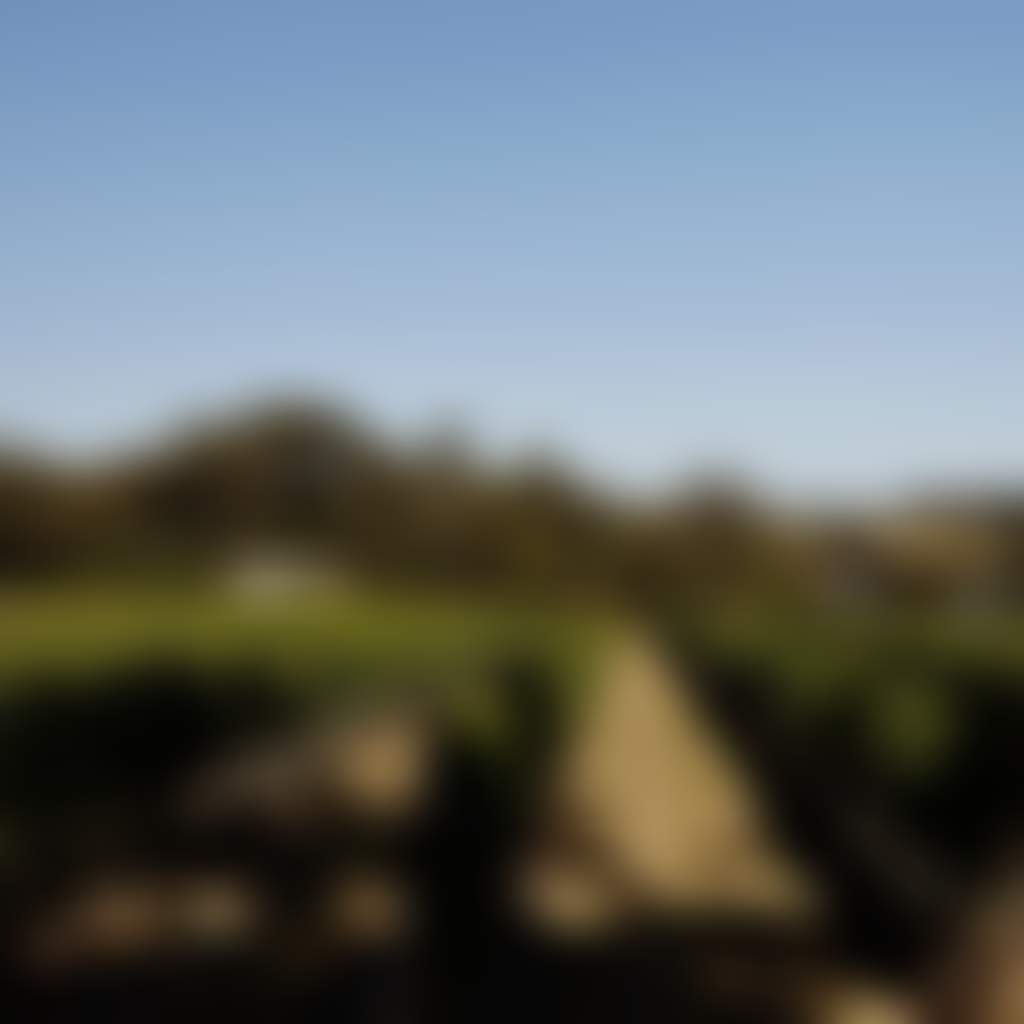 Dirty Three Wines vines at winery in Inverloch