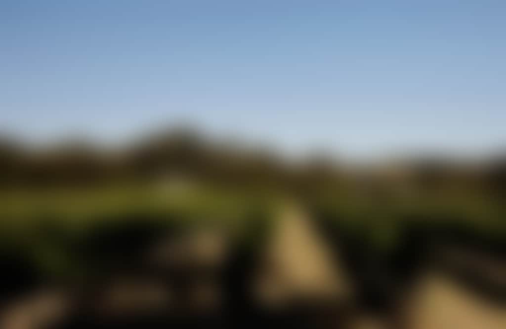 Dirty Three Wines vines at winery in Inverloch