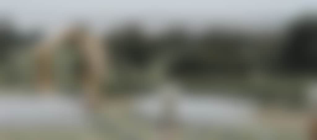 F2F77Ef210A838F43C4Cbe9B638E1Dcf