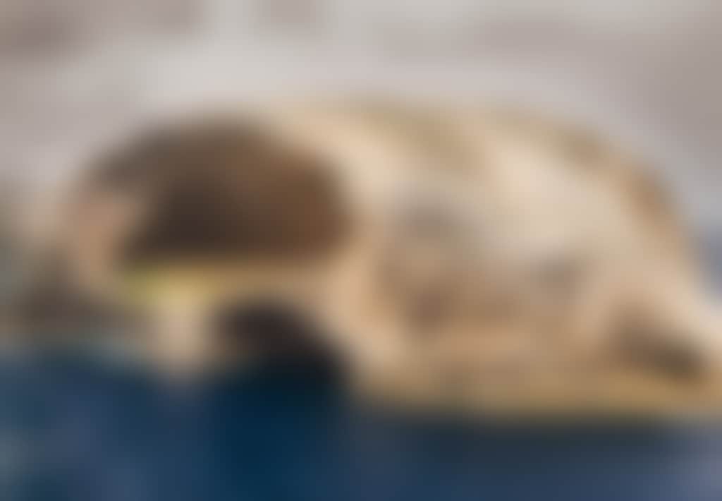 Skull Rock Pennicott Tours