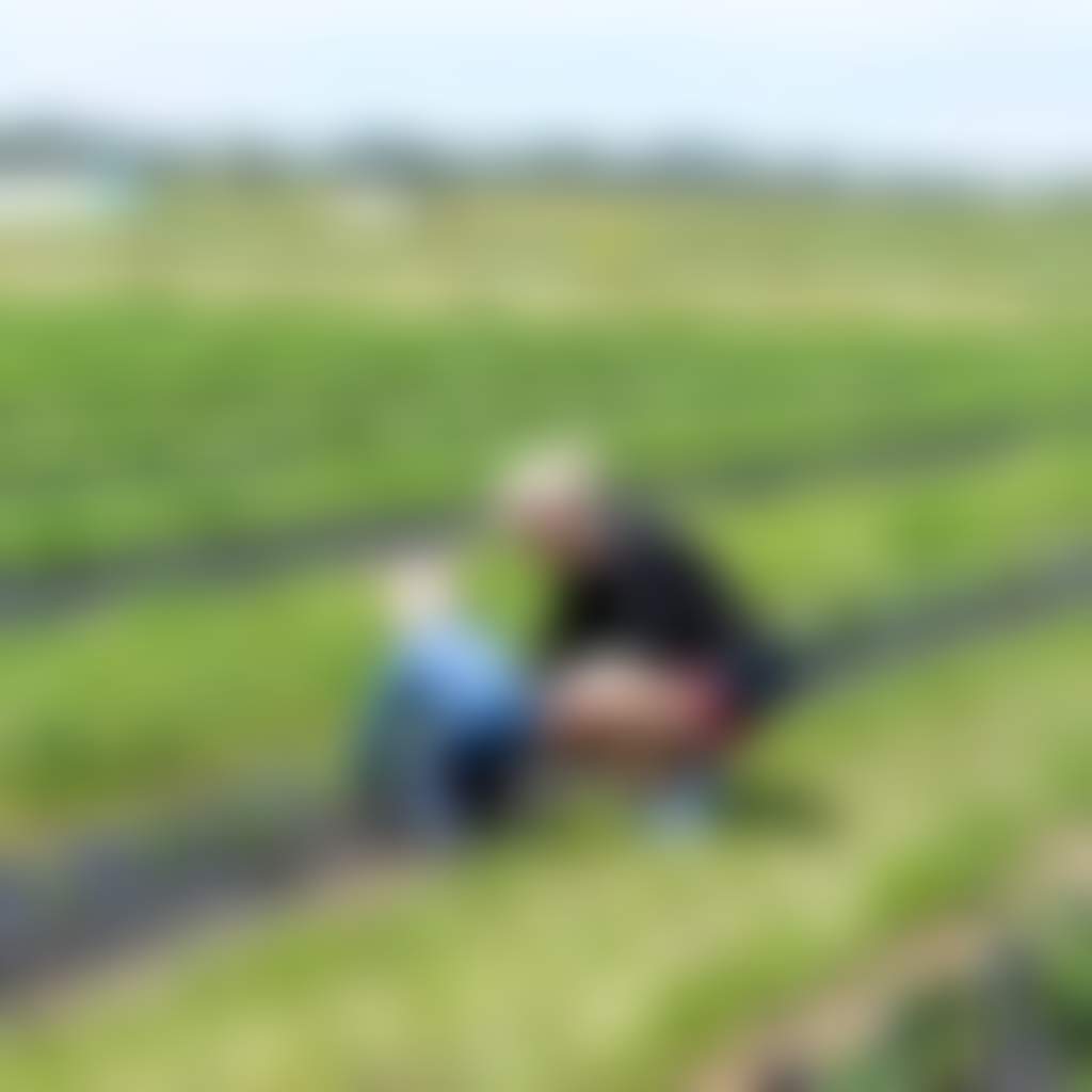 Mother and child picking strawberries at berry dairy farm Maffra near Sale