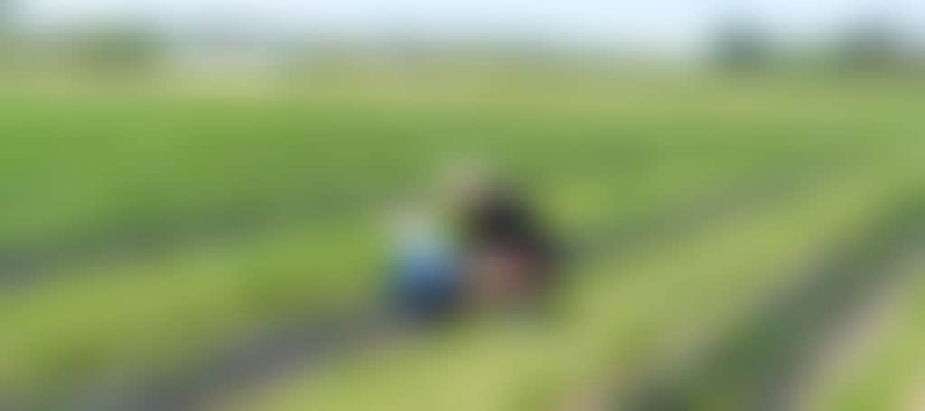 Mother and child picking strawberries at berry dairy farm Maffra near Sale