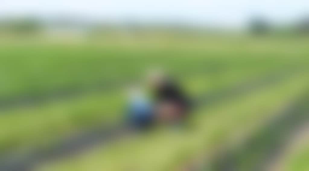 Mother and child picking strawberries at berry dairy farm Maffra near Sale