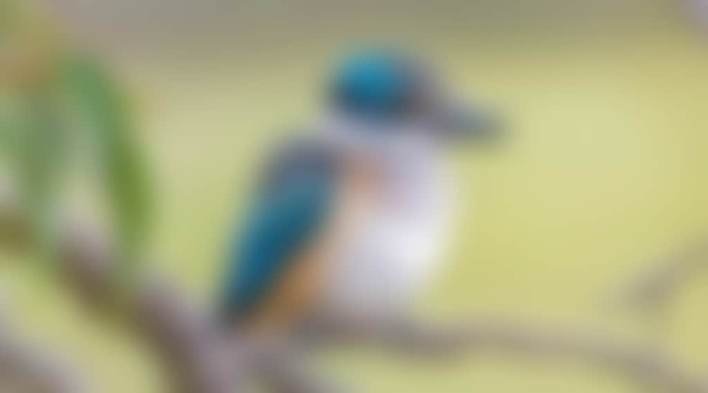 F1Aaf9Acd737900E81409274F55218E4