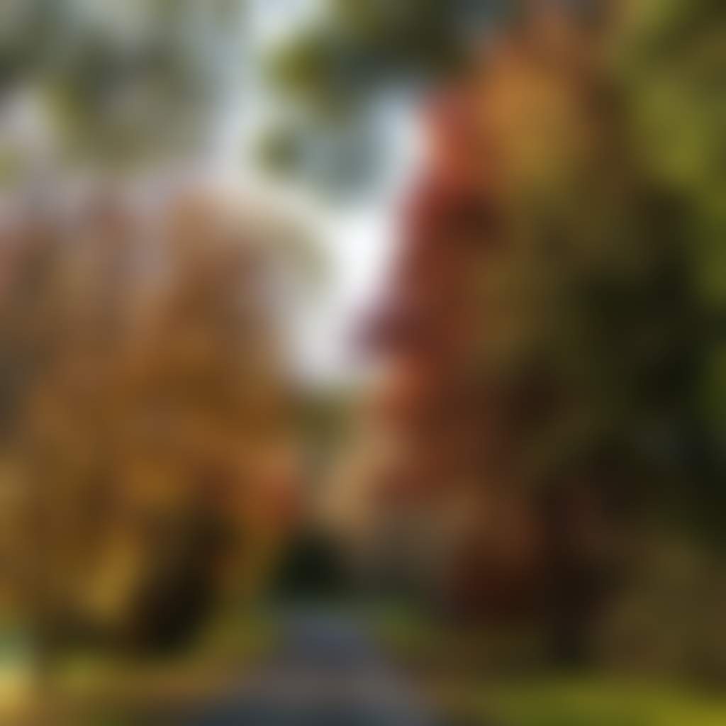 Jindivick Hills trees in autumn on road