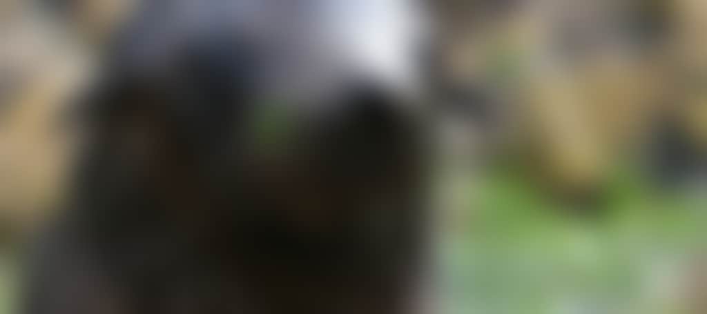 Original__9589642_Am09_Seal_Pup_Close_Up_Savo8Ad