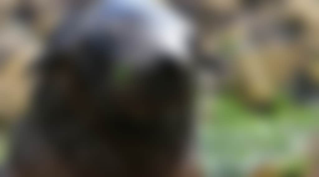 Original__9589642_Am09_Seal_Pup_Close_Up_Savo8Ad
