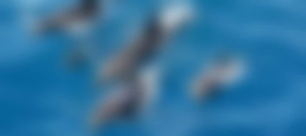 9A009C4Fafb8552C64847F61Ccfefd0E