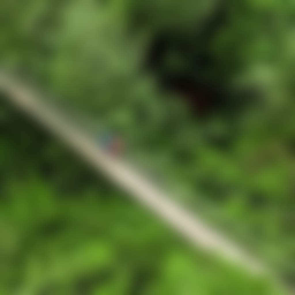 Tarra Bulga National Park people admiring ferns from Corrigan Suspension Bridge