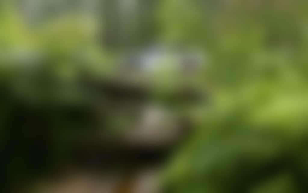 Four Wheel Drive creek crossing in rainforest